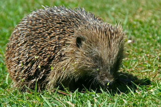 Hedgehog <i>Erinaceus europaeus</i>